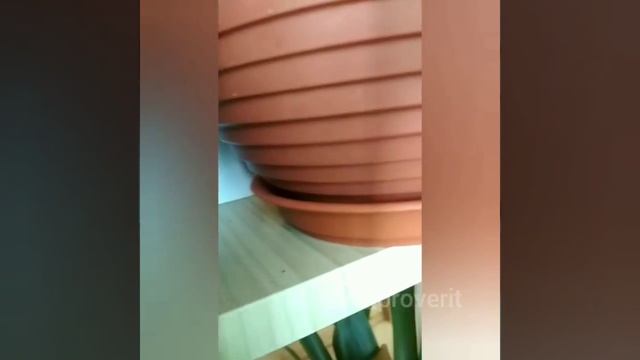 Уксус против муравьев, проверим смотреть онлайн