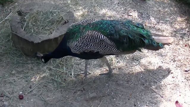 Павлин в Зоопарке-Сафари.Бердянск 2016 год. смотреть онлайн