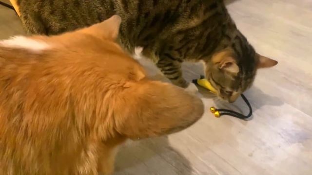 драка за ПОДАРКИ ?КАК СОБАКИ ЖДУТ СТАСА? Наша подготовка к новому году! ?Предновогодний VLOG✨ смотреть онлайн