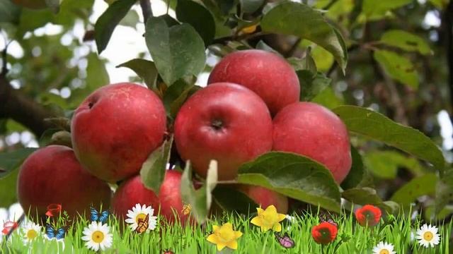 Яблоня обыкновенная Ветеран ? Обзор: посадка и уход. саженцы, крупномеры: описание и особенности смотреть онлайн