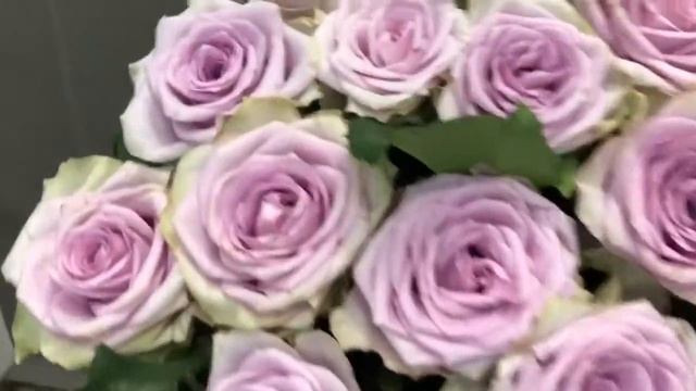 БУКЕТ ИЗ 29 ФИОЛЕТОВЫХ РОЗ смотреть онлайн