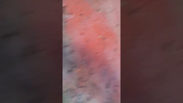 В КАКОМ-ТО ЛЕСУ 3 часть. Какашка, розписссьь, загон для дебилов смотреть онлайн
