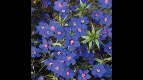 АНАГАЛЛИС  (ANAGALLIS)  сем. Первоцветные