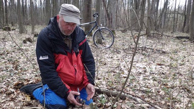 Фотосъемка первоцветов смартфоном.Советы для начинающих