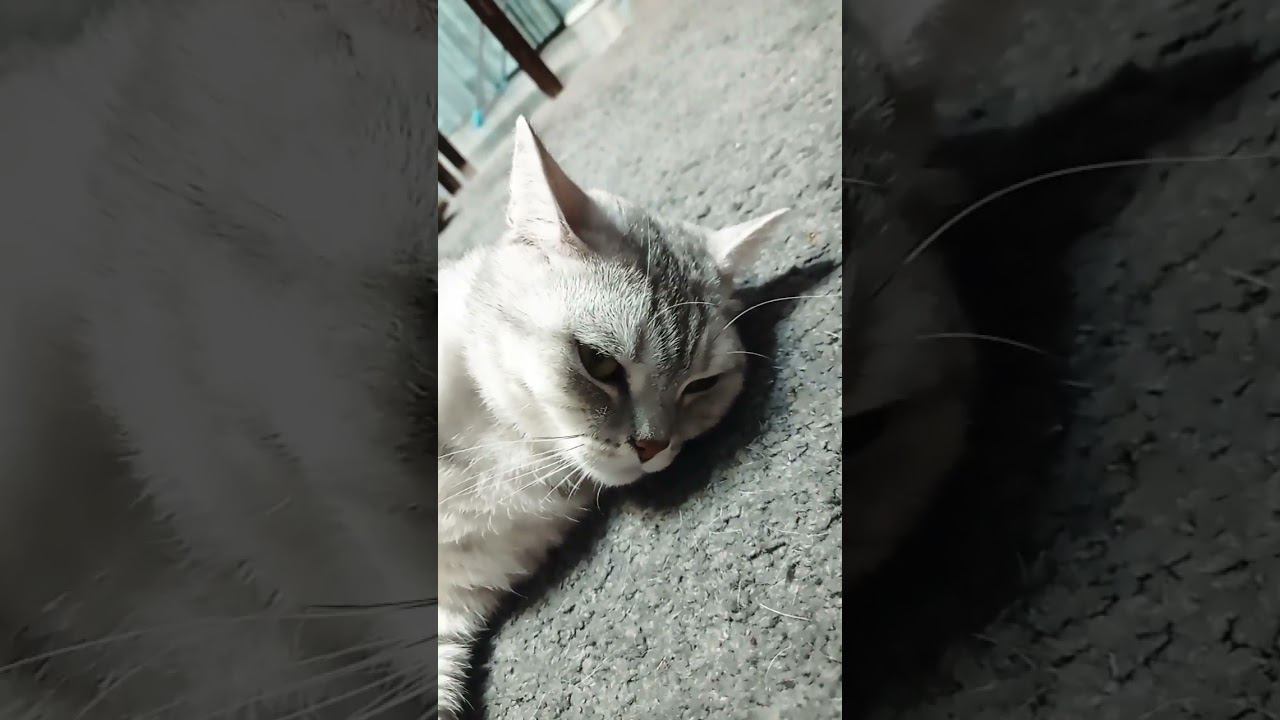 Милый котик #shorts смотреть онлайн
