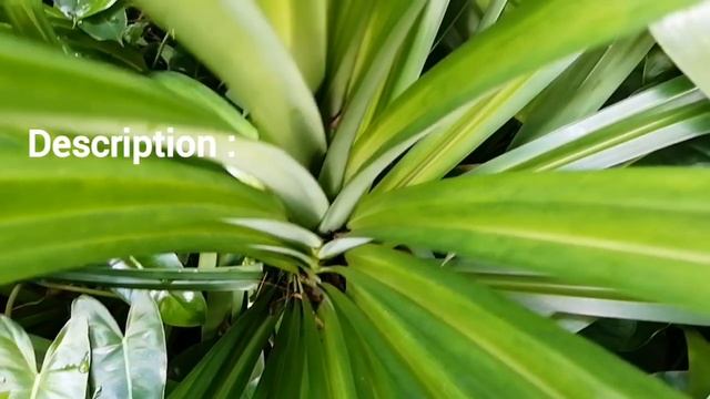 PANDANUS AMARYLLIFOLIUS | SCREW PINE | PANDAN | DESCRIPTION смотреть онлайн