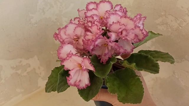 Фиалка ЯН-Менуэт. смотреть онлайн