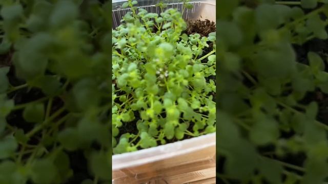 Мята Мини Минт Mentha reguienii #flower #garden #дача #дачасвоимируками #дачаснуля #gardening смотреть онлайн