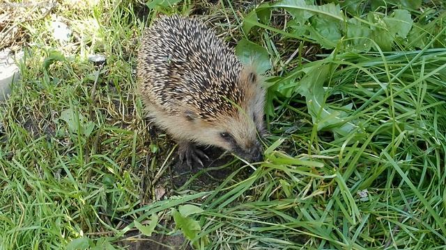 Ёж в гостях