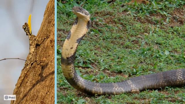 Ms. Adithi Muralidhar : Ecosystem and Wildlife Diversity in India. смотреть онлайн