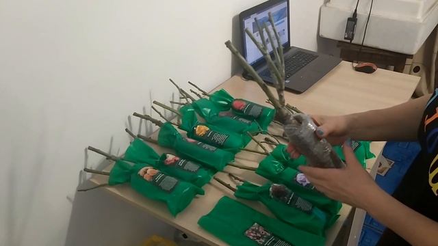 #Розы из Светофора#Хранение# смотреть онлайн