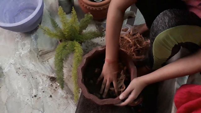 कैसे दें पौधों को मजबूती | Fox Tail Fern Plant | Sheetal Garden смотреть онлайн