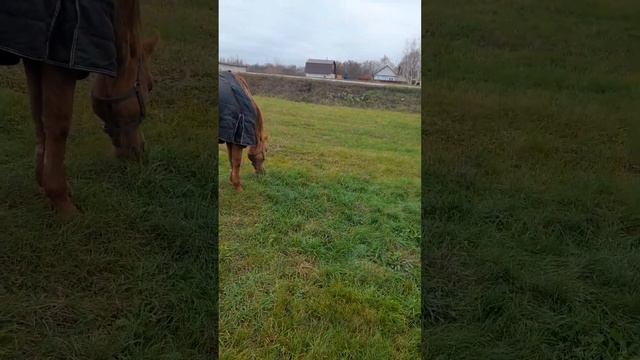 Как выглядит конь в пальто? Секрет раскрыт смотреть онлайн