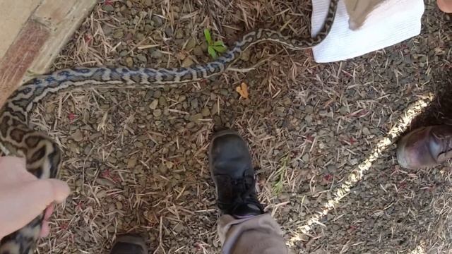 Rescue Before The Catch | Carpet Python | Burnside смотреть онлайн