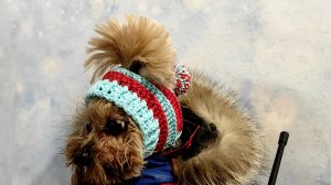 СИМПАТИЧНАЯ ШАПОЧКА для маленькой собачки крючком.