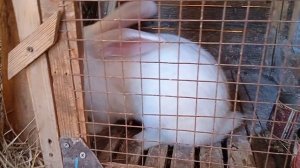 что с кроликами?  обзор кроликов!