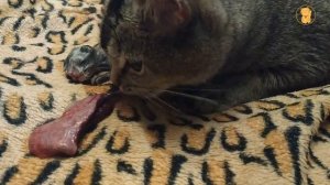 Первые роды шотландской кошки. Шотландская кошка рожает в первый раз дома