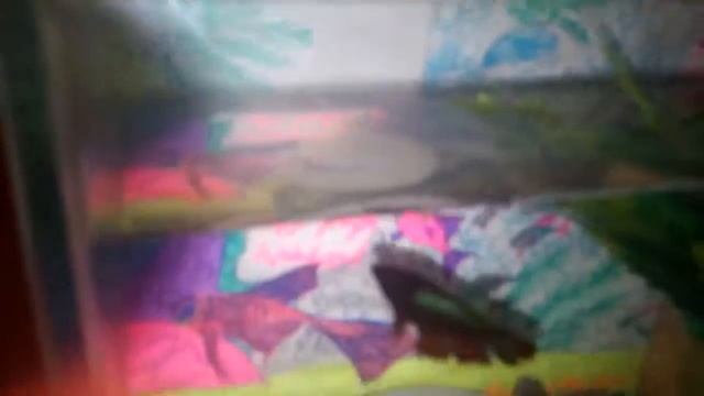 Как выглядит рыбка петушок смотреть онлайн