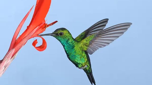 Колибри. Энциклопедия про животных для детей. Тропики смотреть онлайн