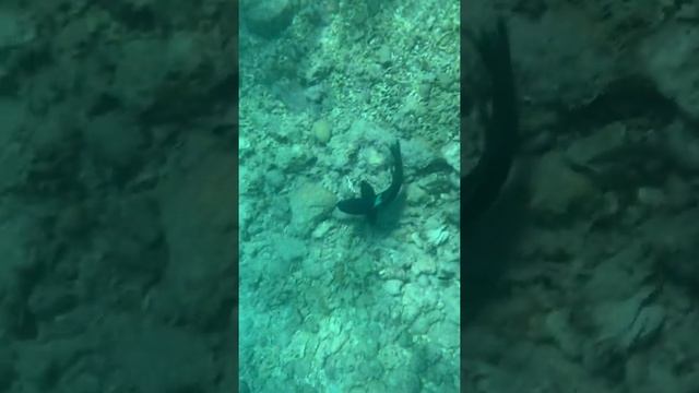 Clown coris in Eilat coral reef смотреть онлайн