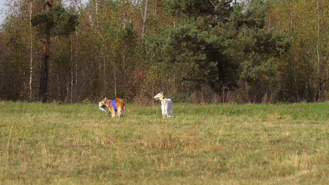 Русская Псовая Борзая ОБЕРЕГ РУСИ ВЕРНАЯ СЕРДЦЕМ, ОБЕРЕГ РУСИ БЕГУЩАЯ ПО ВОЛНАМ смотреть онлайн