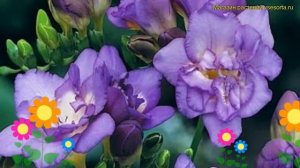 Фрезия махровая Блю. Краткий обзор, описание характеристик, где купить луковицы freesia double Blue