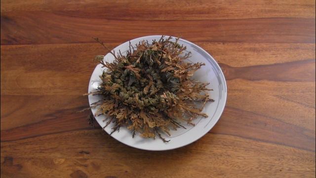 Rose of Jericho смотреть онлайн