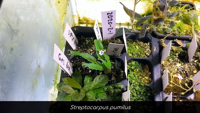 Terrarium Vlog 4 (All the Things!) смотреть онлайн