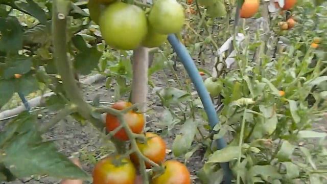 Лучшие Сорта Томатов Гибриды Черри смотреть онлайн