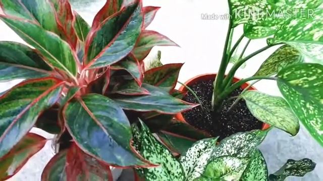 Aglaonema/Chinese Evergreen Plant Care, Soil, Fertilizer, Propagation || Pooja's Garden