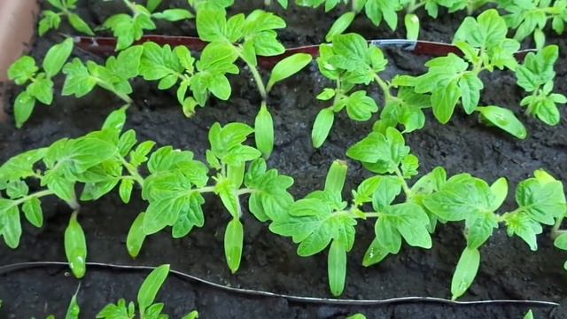 КАК ВЫГЛЯДЯТ МОИ РАННИЕ ПОСЕВЫ СЕГОДНЯ, 25 ФЕВРАЛЯ. Ольга Чернова. смотреть онлайн