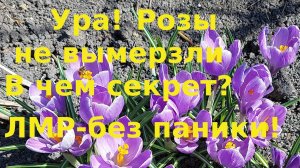 Наконец то Розы не вымерзли. Значит уход был правильным