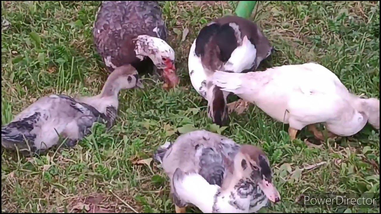 Утка без лап, хорошая мама.