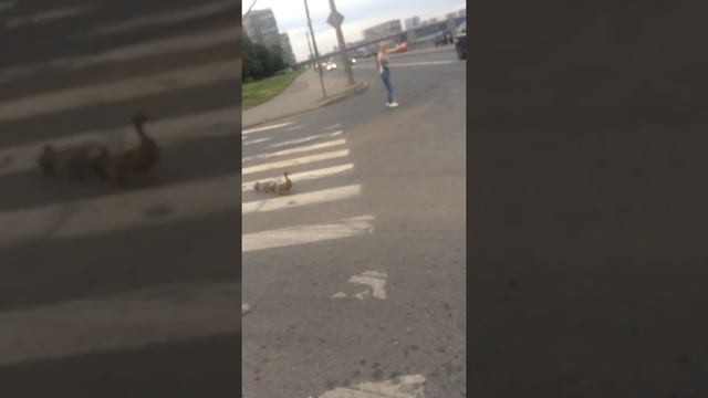 Утиные истории в СПб смотреть онлайн