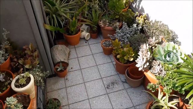 Suculentas - Flor da Huernia! смотреть онлайн