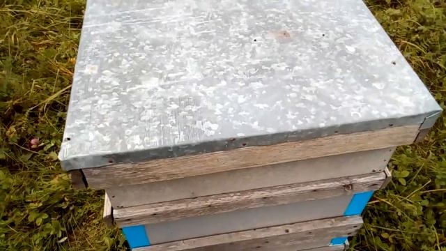 Пчеловодство! Осмотр и формирование рамок перед зимовкой! смотреть онлайн