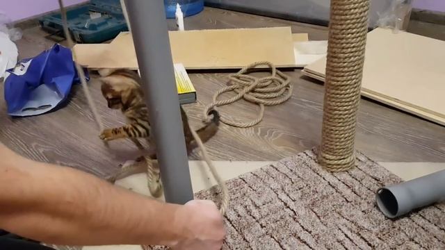 Когтеточка - игровой комплекс для кошки смотреть онлайн
