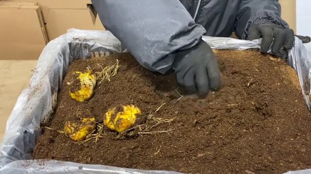 Лилия. Поставка товара, 20-22 разбор луковицы. смотреть онлайн