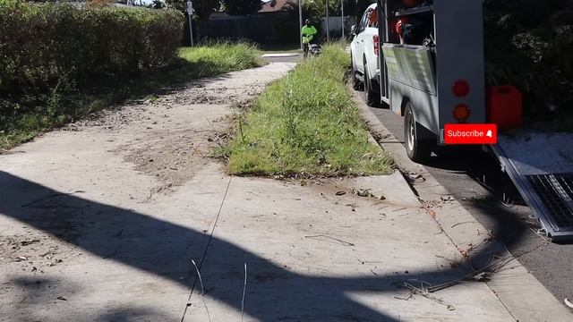 Repost: Hedge And Lawn Overgrown Combo | Complete Transformation #satisfyingvideo #tallgrass