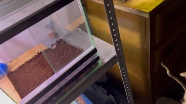 ОБУСТРОЙСТВО ТЕРРАРИУМА ДЛЯ ПЕРУАНСКИХ ПАЛОЧНИКОВ l ЧТО НУЖНО ДЛЯ ТЕРРАРИУМА? l НОВОЕ НАСЕКОМОЕ!