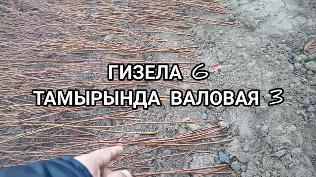 ВСЛ2 жана гизела 6 тамырында валовая 3 сатууга чыкты(Ватсап 0779001283) смотреть онлайн