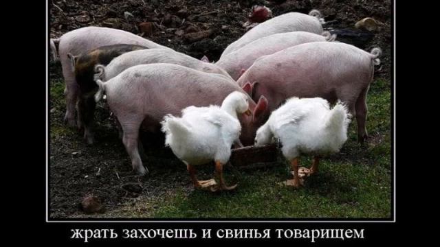 Гусь свинье не товарищ смотреть онлайн