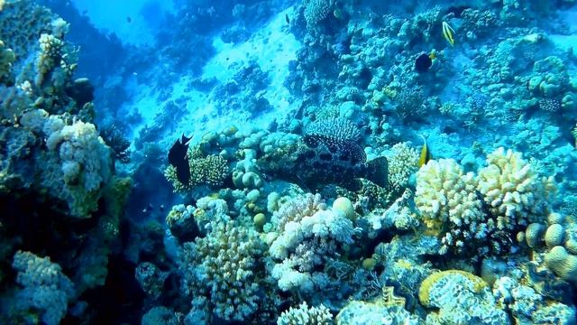 Brown-marbled grouper (Epinephelus fuscoguttatus), Коричнево-мраморный морской окунь,Tигровый групе смотреть онлайн