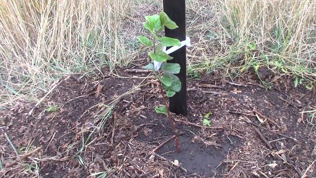 Как поливать саженцы