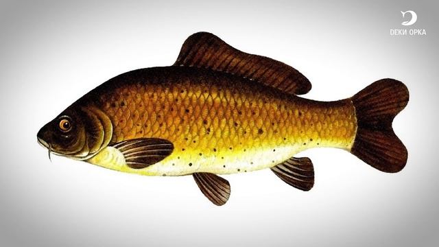 Нормы вылова в 2022 году в Московской области. Рыбалка с Деки Орка смотреть онлайн