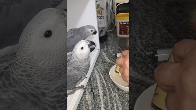 Жако. часть 4. (3 месяца) отличия самца от самки. смотреть онлайн