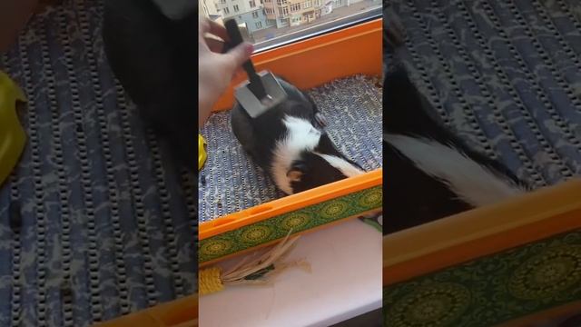 Гигиена / Морской свинки смотреть онлайн