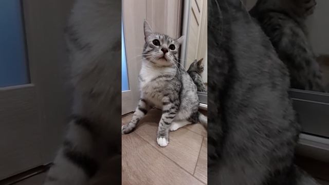 Глазастый кот!?Big eyed cat ? смотреть онлайн