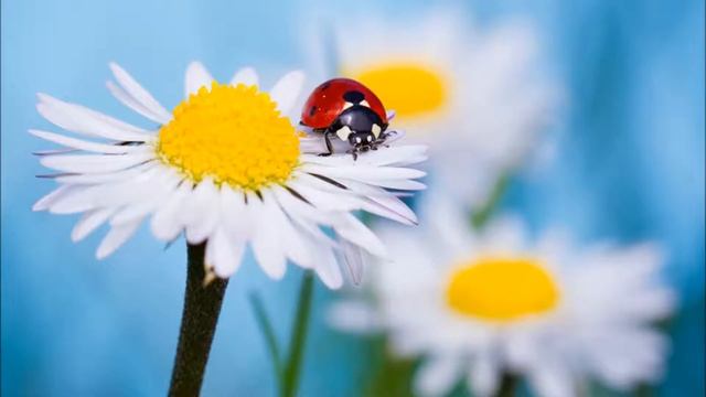 Дезодорант в домашних условиях смотреть онлайн