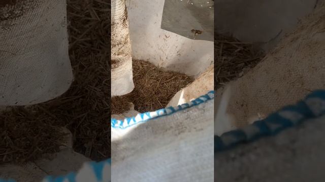 Дробилка из газонокосилки, дробит любые стебли растений смотреть онлайн